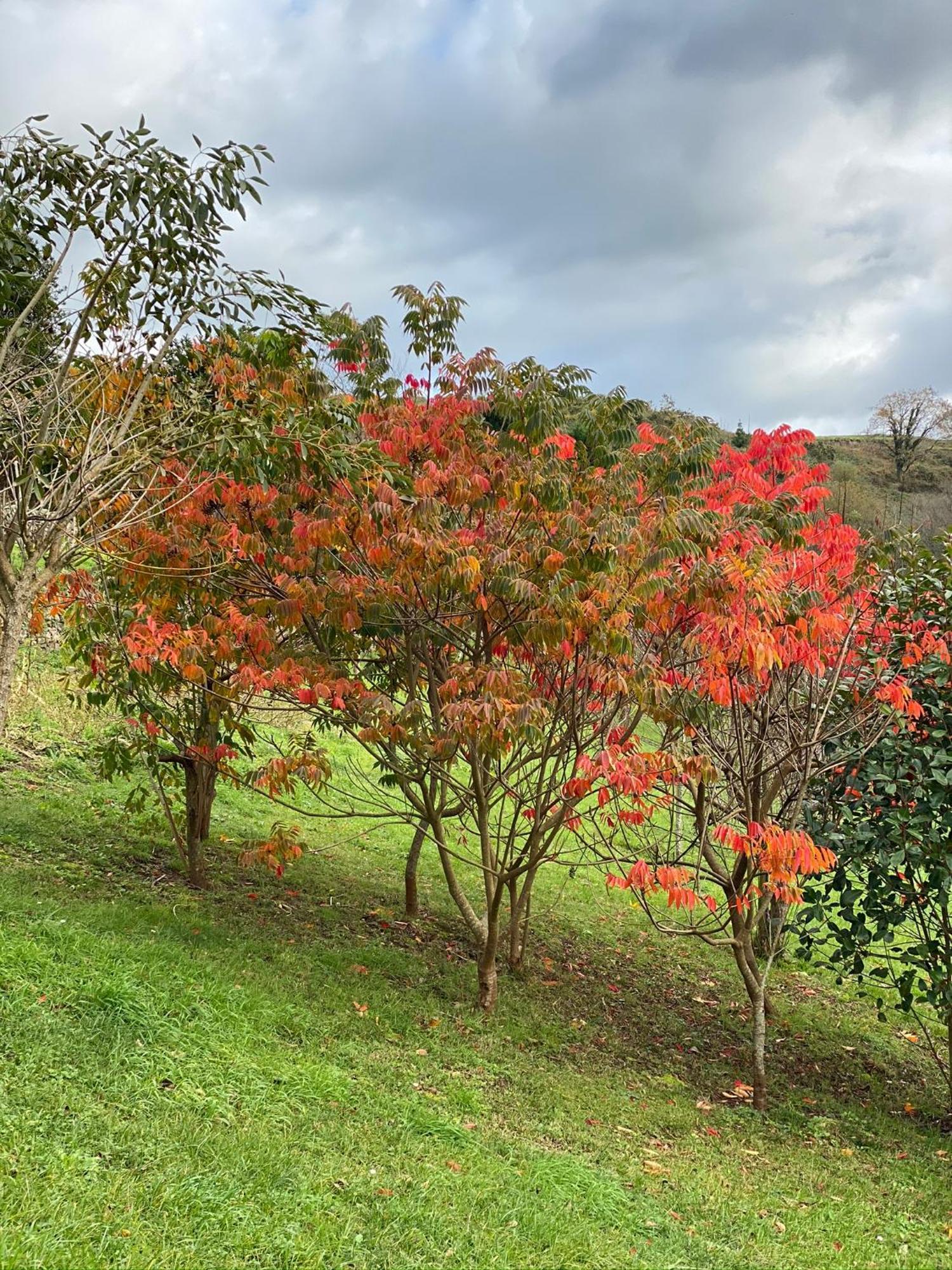 Finca Portizuelo Luarca Buitenkant foto