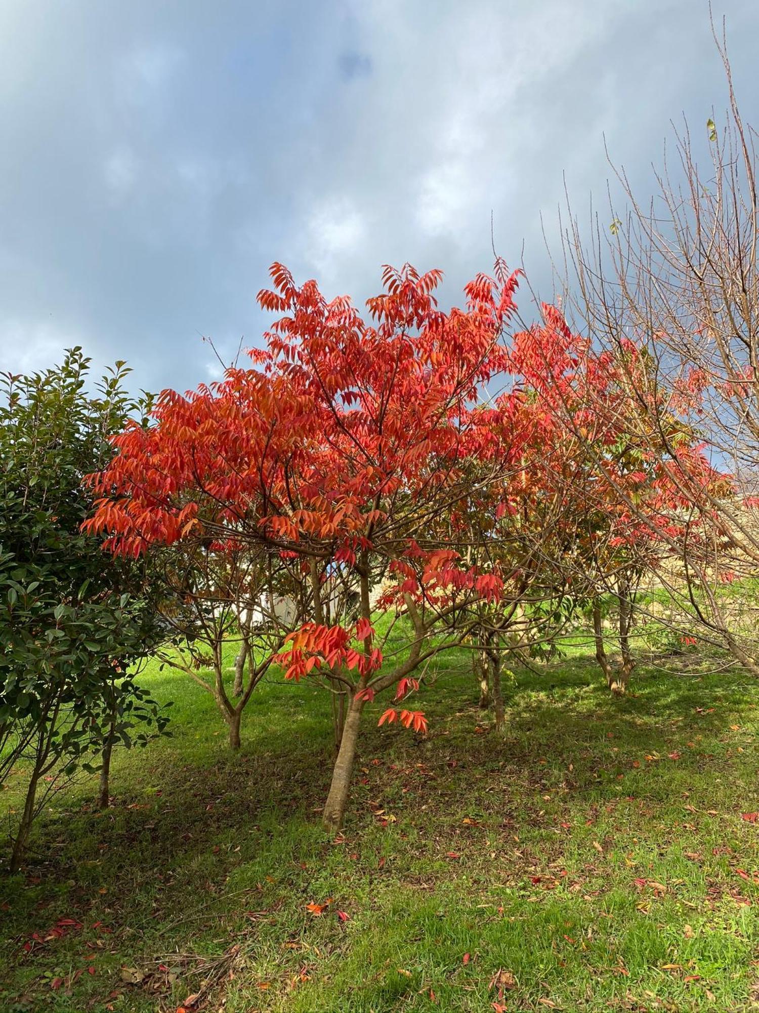 Finca Portizuelo Luarca Buitenkant foto