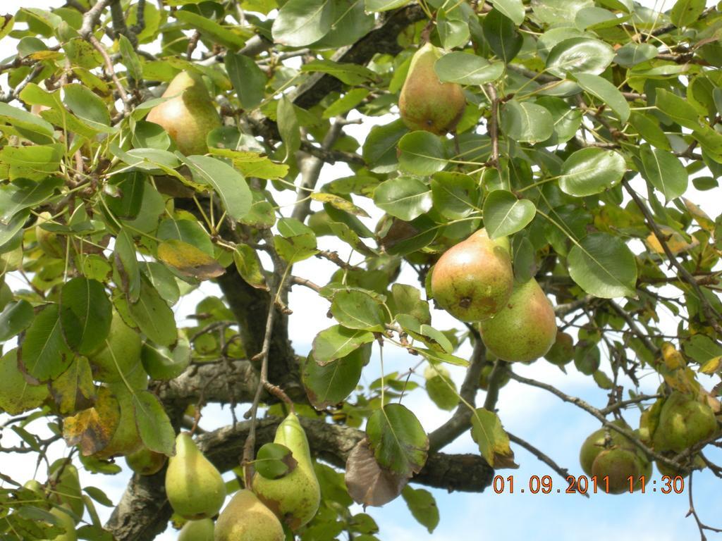 Finca Portizuelo Luarca Buitenkant foto